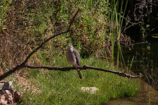 Sharp-eyed Hawk on Branch – wildlife photograohy