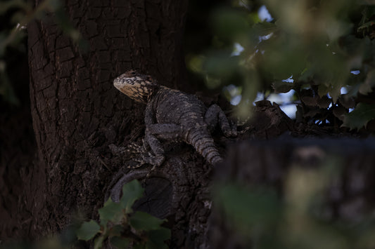Camouflaged Agama on Oak Trunk-print