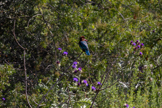 Blue Flash Kingfisher
